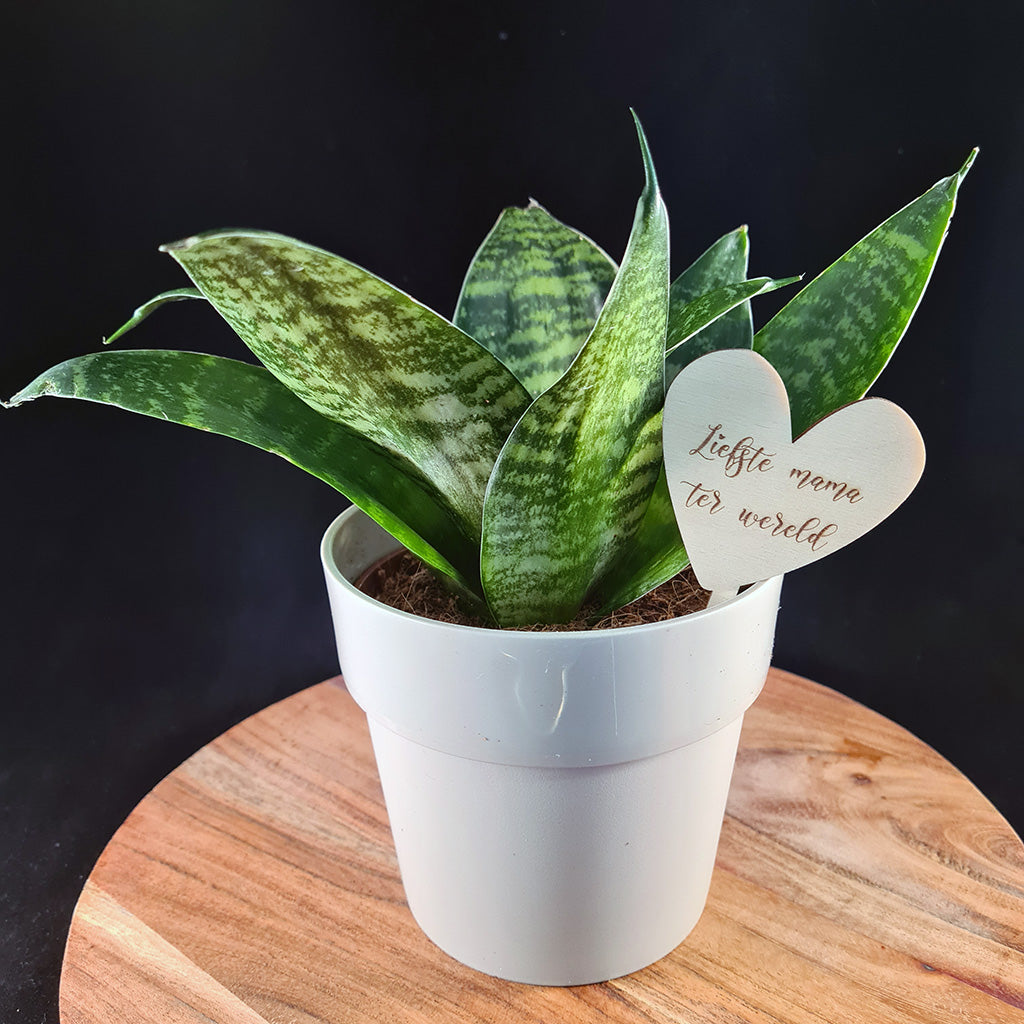 Plantenprikker 